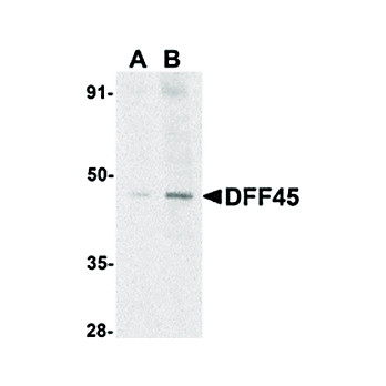 DFF45 Antibody nterm 100µg