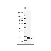 GM-CSF hu Antibody 100µg