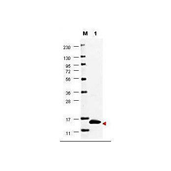 GM-CSF hu Antibody 100µg