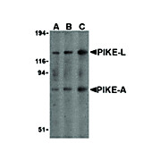 PIKE Antibody 100µg