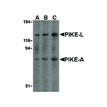 PIKE Antibody 100µg