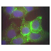 Anti-Jagged-1 (RABBIT) Antibody, 25µL, Liquid (sterile filtered)