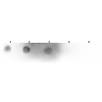 Anti-MOUSE IgM (H&L) (RABBIT) Antibody Peroxidase Conjugated, 20mg, Lyophilized