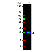 Anti-GFP (GOAT) Antibody Fluorescein Conjugated Min X Hu Ms and Rt Serum Proteins, 1mg, Lyophilized