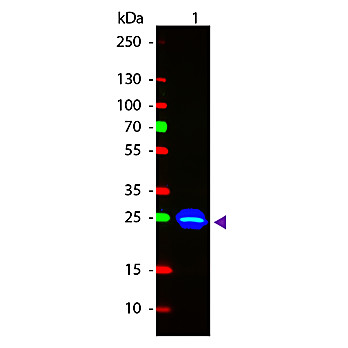 Anti-GFP (GOAT) Antibody Fluorescein Conjugated Min X Hu Ms and Rt Serum Proteins, 1mg, Lyophilized