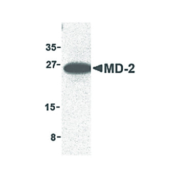 Anti-MD-2 (RABBIT) Antibody, 100µg, Liquid (sterile filtered)