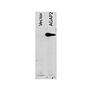 Anti-AGAP2 (RABBIT) Antibody, 100µg, Lyophilized