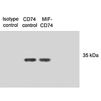 Anti-CD74 (MOUSE) Monoclonal Antibody, 100µg, Liquid (sterile filtered)