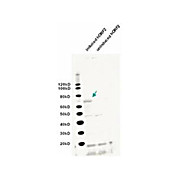 Anti-L1/ORF2 (CHICKEN) Antibody, 100µg, Liquid (sterile filtered)