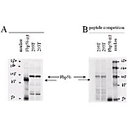 Anti-F-Box Protein 43 (Fbp5B) (RABBIT) Antibody, 100µg, Liquid (sterile filtered)