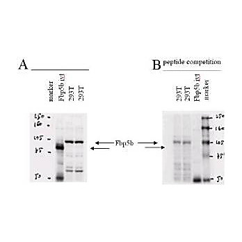 Anti-F-Box Protein 43 (Fbp5B) (RABBIT) Antibody, 100µg, Liquid (sterile filtered)