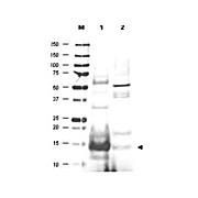 Anti-UBC13 [GOAT] Antibody, 100µg, Liquid (sterile filtered)