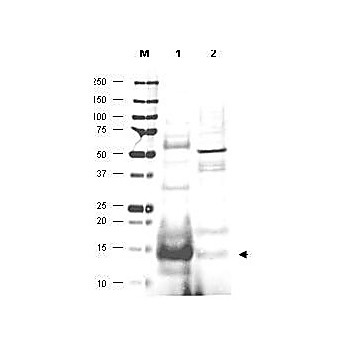 Anti-UBC13 [GOAT] Antibody, 100µg, Liquid (sterile filtered)