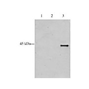 Anti-p28 ING5 (GOAT) Antibody, 100µg, Liquid (sterile filtered)