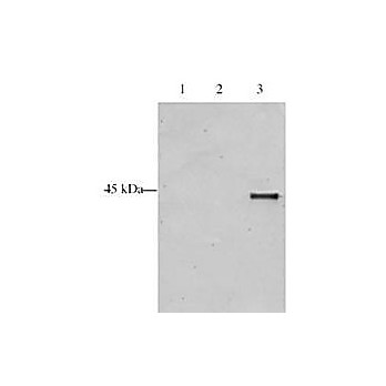 Anti-p28 ING5 (GOAT) Antibody, 100µg, Liquid (sterile filtered)