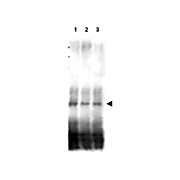 Anti-Mer2 (RABBIT) Antibody, 100µg, Liquid (sterile filtered)