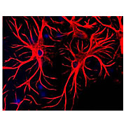 Anti-Glial Fibrillary Acidic Protein (GFAP) (Chicken) Antibody, 100µL, Liquid