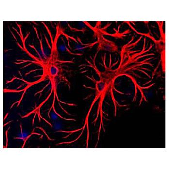 Anti-Glial Fibrillary Acidic Protein (GFAP) (Chicken) Antibody, 100µL, Liquid