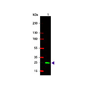 Anti-GST (RABBIT) Antibody Rhodamine Conjugated, 100µg, Lyophilized
