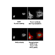 Anti-RING1B (GOAT) Antibody, 100µg, Liquid (sterile filtered)