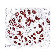 Anti-BAX (RABBIT) Monoclonal Antibody, 100µL, Liquid (sterile filtered)