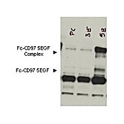Anti-CD97 (RABBIT) Antibody, 500µg, Lyophilized