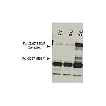 Anti-CD97 (RABBIT) Antibody, 500µg, Lyophilized