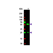 Anti-BIOTIN (RABBIT) Antibody Rhodamine Conjugated, 100µL, Lyophilized