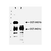 Anti-p33 ING1 (GOAT) Antibody, 100µg, Liquid (sterile filtered)