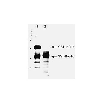 Anti-p33 ING1 (GOAT) Antibody, 100µg, Liquid (sterile filtered)