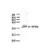 Anti-SARS-CoV 3CL Protease (RABBIT) Antibody, 500µg, Lyophilized