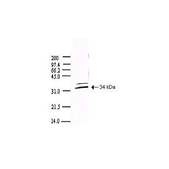 Anti-SARS-CoV 3CL Protease (RABBIT) Antibody, 500µg, Lyophilized