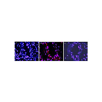 Anti-Mouse IL-1ß (RABBIT) Antibody, 100µg, Lyophilized