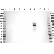 Anti-Myeloperoxidase [Human Leukocytes] (RABBIT) Antibody, 500µg, Lyophilized