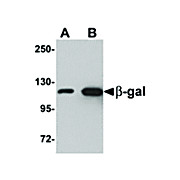 Anti-Beta-Galactosidase (CHICKEN) Antibody, 100µg, Liquid (sterile filtered)