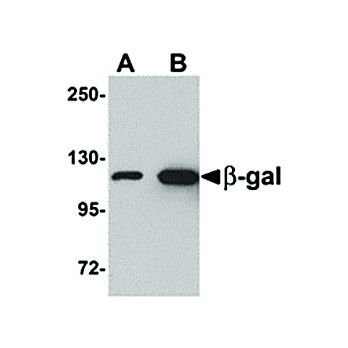 Anti-Beta-Galactosidase (CHICKEN) Antibody, 100µg, Liquid (sterile filtered)