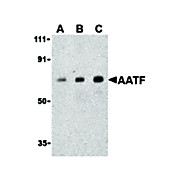 Anti-AATF (RABBIT) Antibody, 100µg, Liquid (sterile filtered)