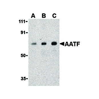 Anti-AATF (RABBIT) Antibody, 100µg, Liquid (sterile filtered)