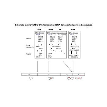 Anti-Rad9 pS1129 Yeast (RABBIT) Antibody, 100µg, Liquid (sterile filtered)
