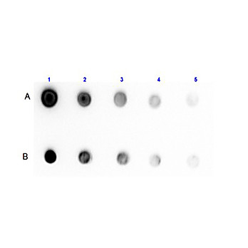 Anti-PROTEIN G (RABBIT) Antibody Biotin Conjugated, 25µL, Liquid (sterile filtered)