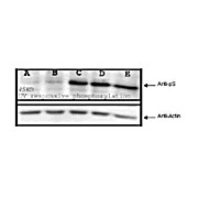 Anti-PhosphoSerine (pS) (RABBIT) Antibody, 100µg, Liquid (sterile filtered)