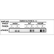 Anti-Human FANCA (RABBIT) Antibody, 100µg, Liquid (sterile filtered)