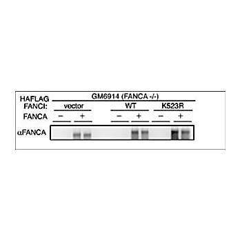 Anti-Human FANCA (RABBIT) Antibody, 100µg, Liquid (sterile filtered)
