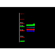 Anti-HUMAN IgG (H&L) (MOUSE) Antibody Fluorescein Conjugated, 20mg, Lyophilized