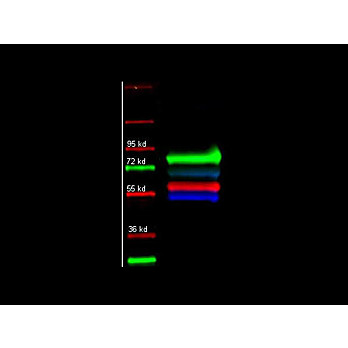 Anti-HUMAN IgG (H&L) (MOUSE) Antibody Fluorescein Conjugated, 20mg, Lyophilized