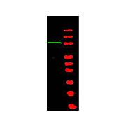 Anti-BACH1 (RABBIT) Antibody, 100µg, Liquid (sterile filtered)