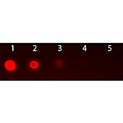 AKT2 PE Antibody [11F6.B2] 50µg