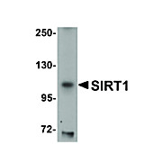 Anti-SIRT1 (CHICKEN) Antibody, 100µg, Liquid (sterile filtered)