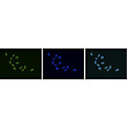 Anti-HP1 alpha, beta, gamma (RABBBIT) Antibody, 50µg, Liquid (sterile filtered)