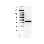 Anti-PPAR alpha (N-terminal specific) (RABBIT) Antibody, 25µL, Liquid (sterile filtered)